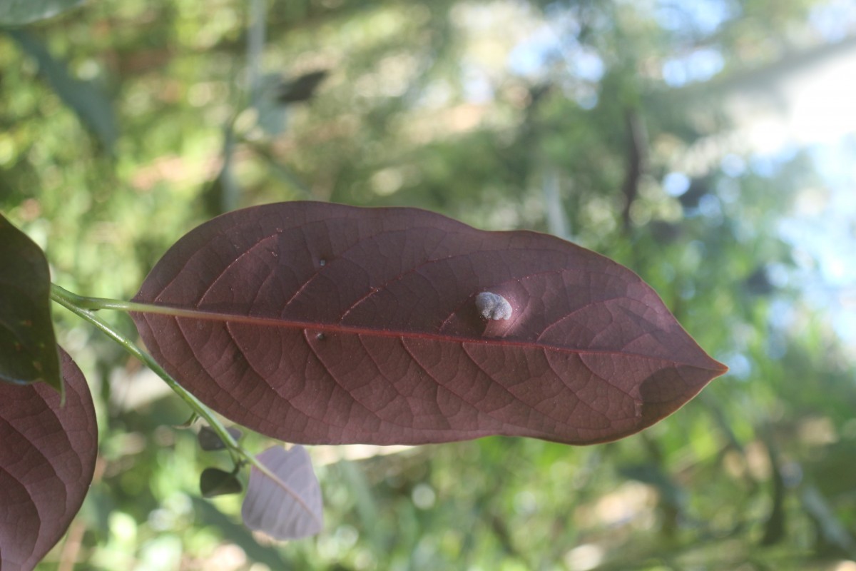 Litsea ovalifolia (Wight) Trimen